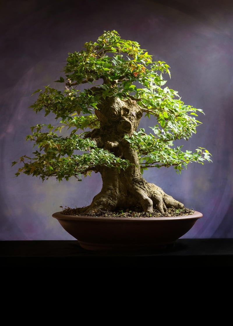 Bonsai Trees