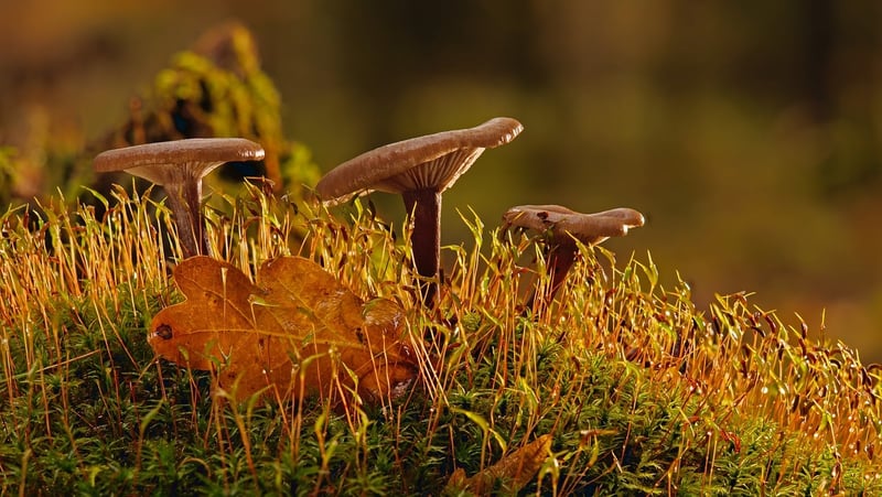 Moss Gardens